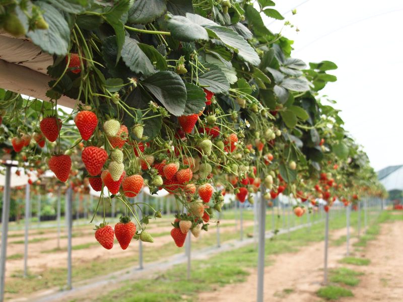Hái Dâu Đà Lạt