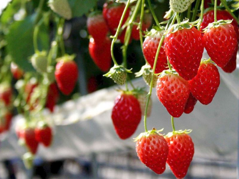Vườn Dâu Mộng Đà Lạt