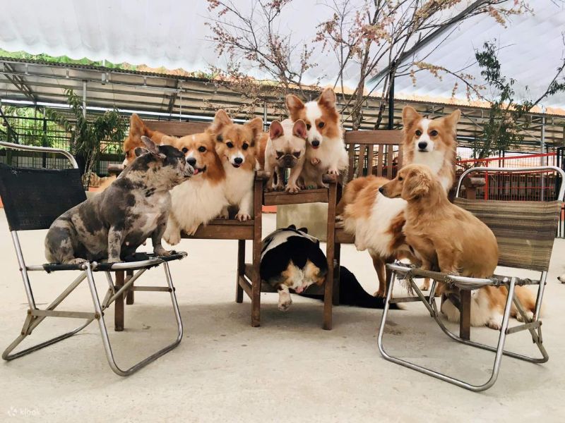 Trang Trại Cún Puppy Farm