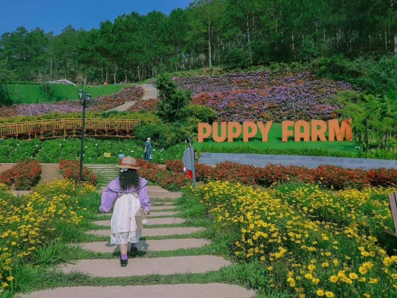 Puppy Farm