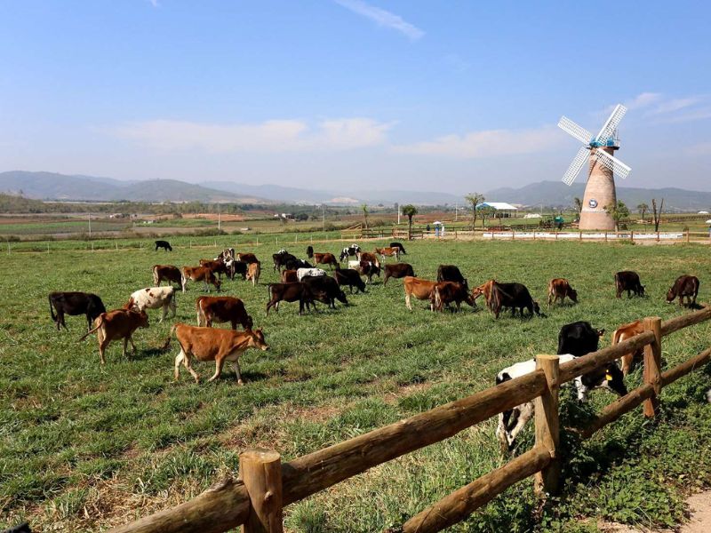 Dalat Milk Farm