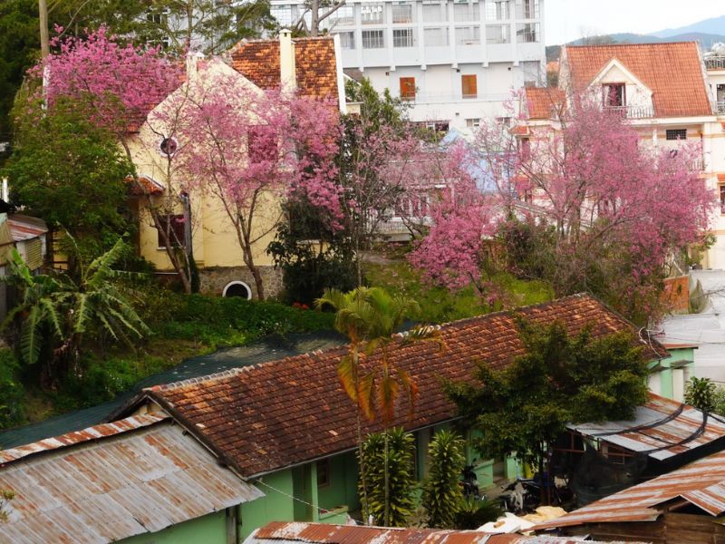 Du Lịch Đà Lạt Tháng 12