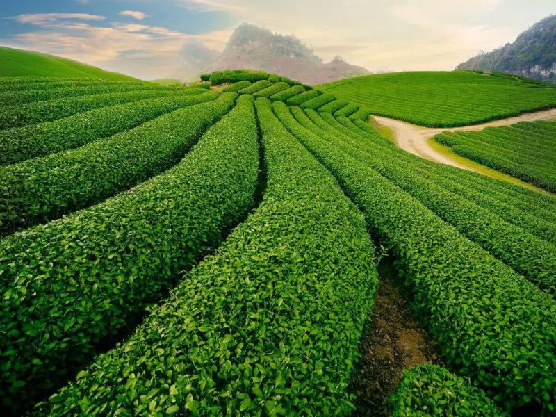 Đồi Chè Cầu Đất
