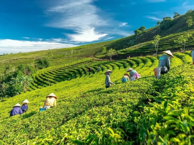 Hoạt Động Tại Đồi Chè Cầu Đất