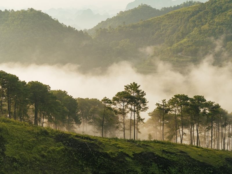 Đồi Thông Đà Lạt