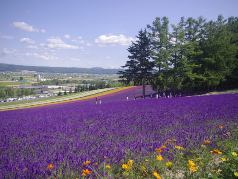 Vườn Hoa Lavander