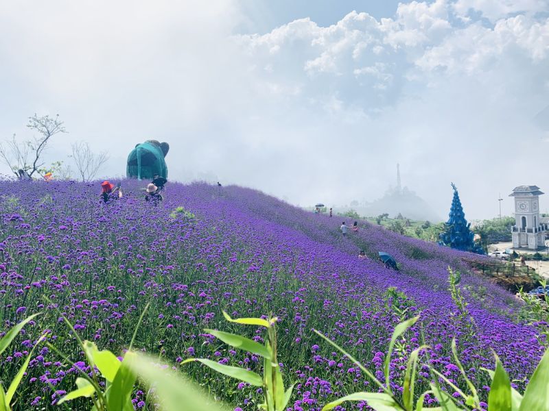 F Cánh Đồng Hoa
